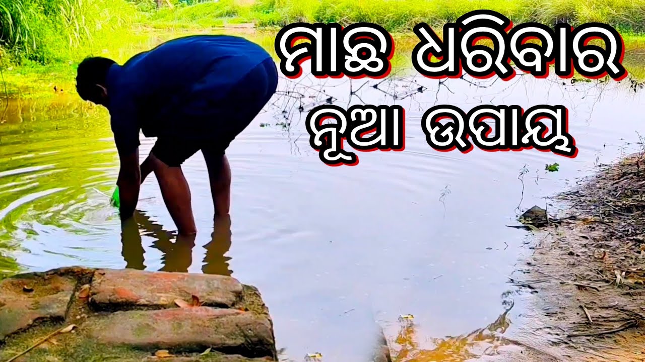 ମାଛ ଧରିବାର ନୂଆ ଉପାୟ || macha dharibara nua upaya || Fish Hunting kenal Odisha || Fish Hunting
