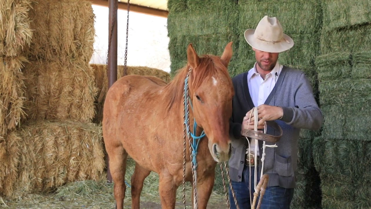 Tip: Hackamore Fit