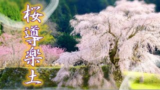 桜導楽土【ヒーリング・ホイッスル/カバー演奏】ボカロP・mieさんの名曲カバー Ou-Dou-Raku-Do【Healing Whistle Cover】Composed By Mie 桜導楽土【ヒーリング・ホイッスル/カバー演奏】ボカロP・mieさんの名曲カバー Ou-Dou-Raku-Do【Healing Whistle Cover】Composed By Mie