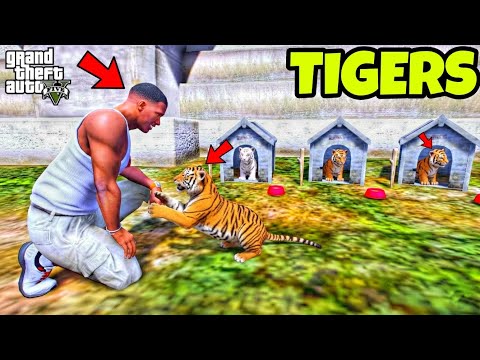 Franklin Found Tigers Secret Babies in GTA 5 