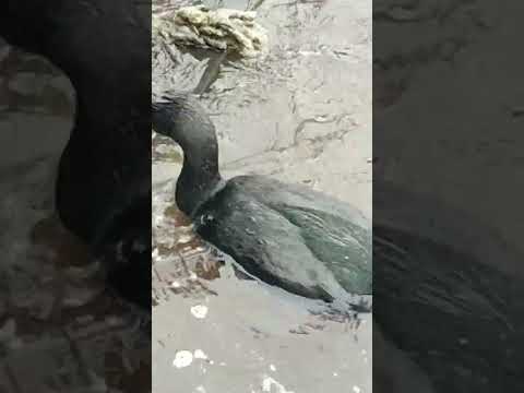 Баклан, самый настоящий! На 7 причале в городе Анадырь. Чукотка Дальний Восток Арктика