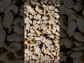 Peanuts Aren't Nuts—They Grow Underground Like Potatoes