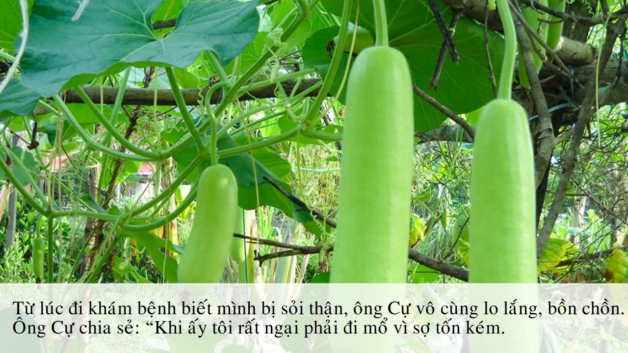 Ông lão 75 tuổi tự chữa khỏi sỏi thận và sỏi bùn chỉ... - youtube