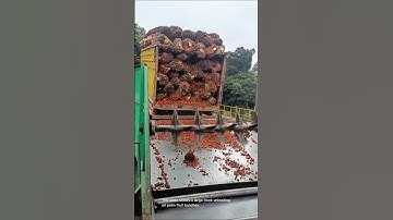 Large truck unloading oil palm fruit bunches