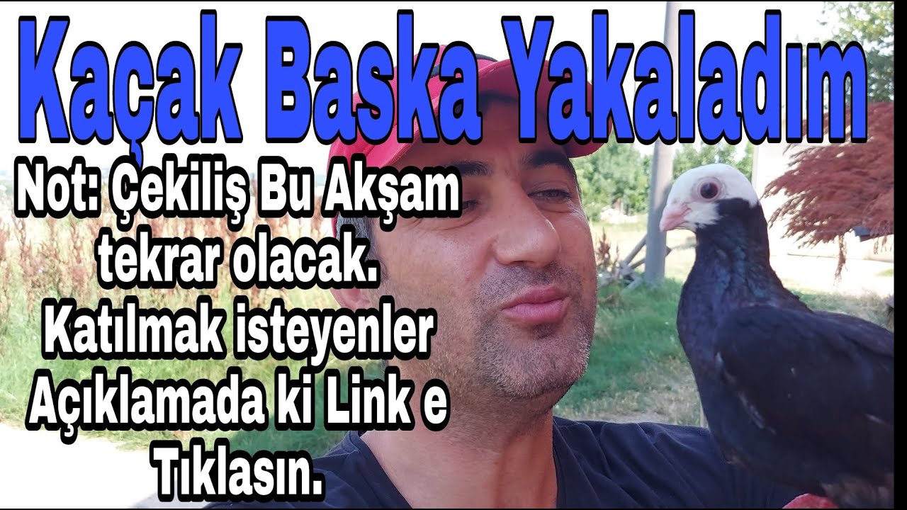 Kaçak Baska Yakaladım. Not: Perdeli Irak Kuşlarının Çekilişi Yenilenecektir.Açıklamadaki Linke Tıkla