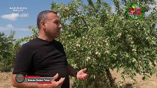 Yüksek Rakımlarda Makako Badem Fidanı 1300 Rakım