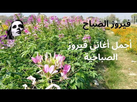 أجمل أغاني فيروز الصباحية  فيروزيات الصباح قهوة الصباح صباح الخير فيروزيات قهوة فيروز