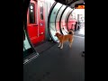 Cachorro entra no Ônibus sozinho no ponto de ônibus biarticulado em Curitiba Paraná. Cães Cadela Cão