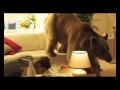 Superstar медведь Степан в бэкстейдже съемок ролика OBI