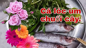 Cách um cá lóc chuối cây không tanh, ăn rất ngon.,,,