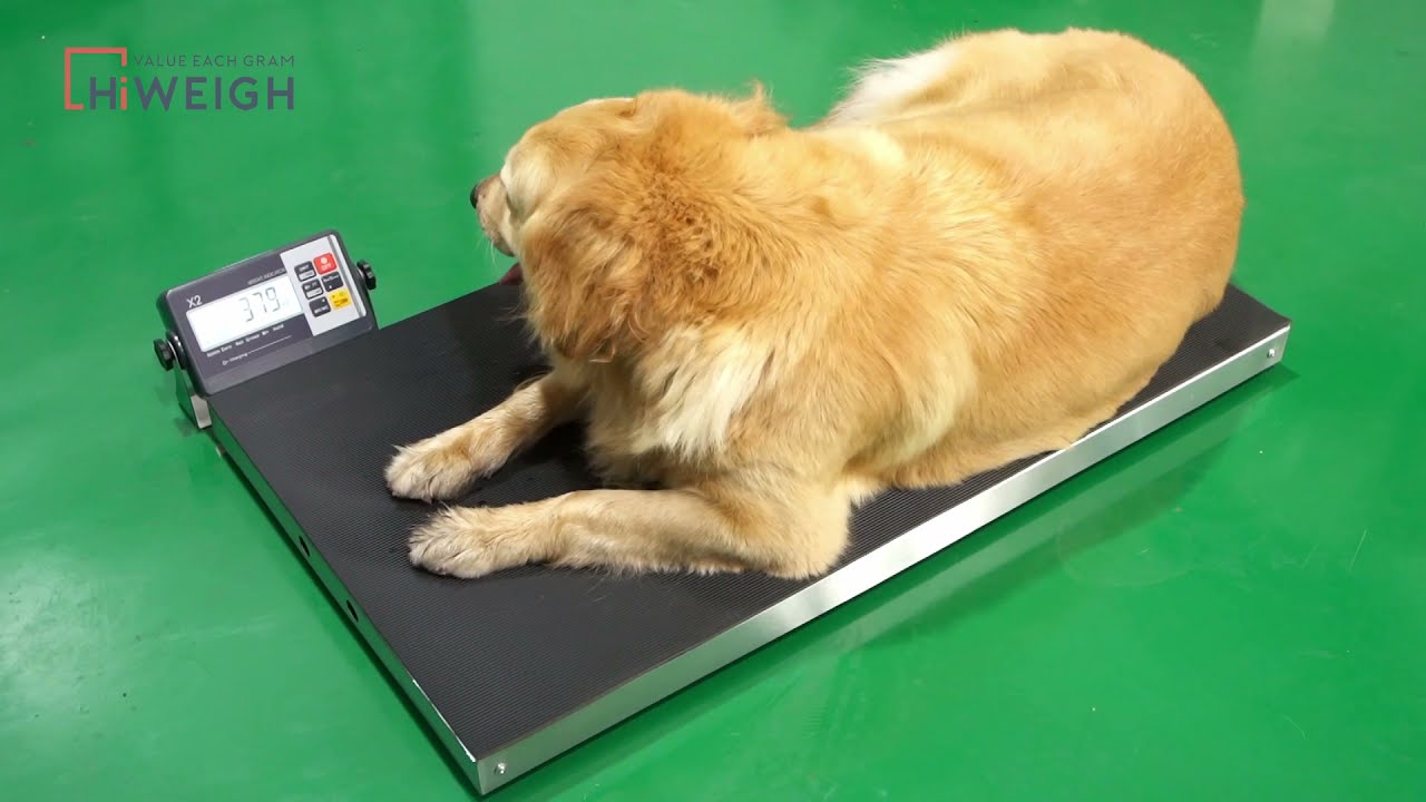 AP Pet Veterinary Weighing Scale