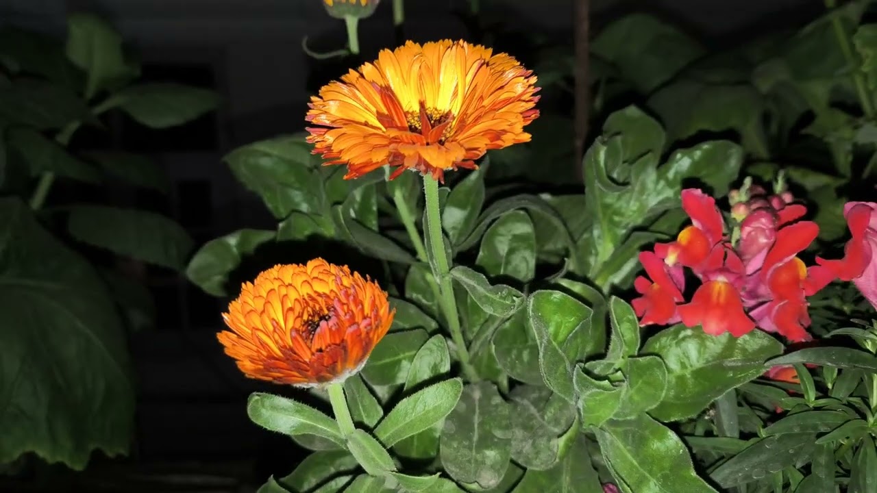 Different types and colors of calendula flowers. #satisfying #flowers #garden #gardening #nature