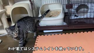 猫のシステムトイレと木質ペレットのすすめ