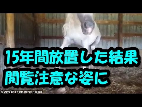 海外の反応 外国人 馬の飼育をサボって15年間放置した結果 閲覧注意な姿に Youtube