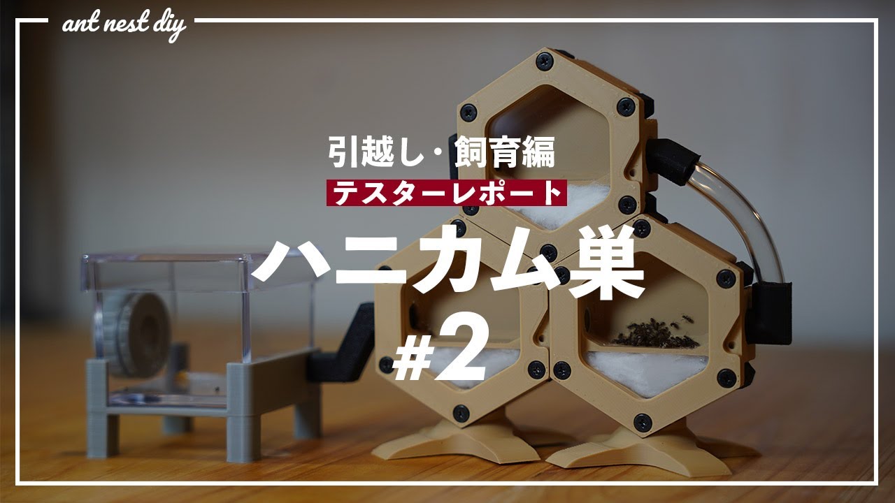 アリ飼育】ハニカム巣のテスターやりました#2 引っ越し＆飼育編 - YouTube