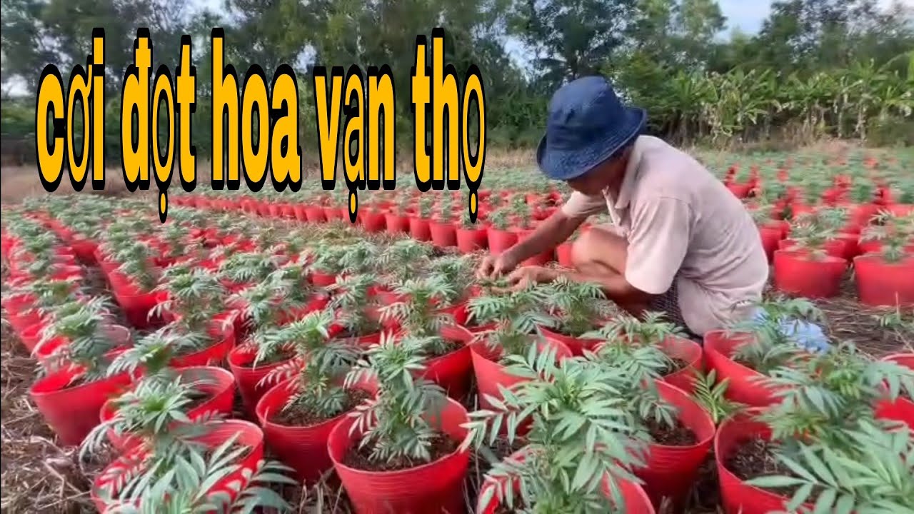 cơi đọt bông vạn thọ như thế nào | trồng hoa tết 2024