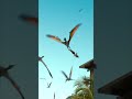 モササウルスのコース料理 #Shorts | 『ジュラシック・ワールド』