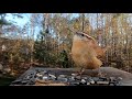 Carolina Wren Song