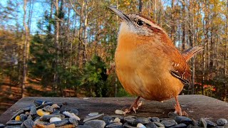 The Carolina Wren Songs