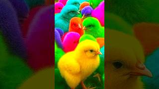 Rainbow Chicken Funny Chicken Colorful Chicken Funny Duck Funny Rabbit Turtle