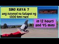 Sino kaya ang susunod na halimaw ng himpapawid sa 1200 kms race 2021. MILES LOFT NZ