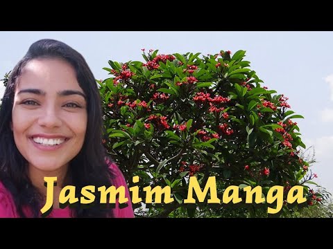 Vídeo: Poda de jasmim: quando e como podar plantas de jasmim