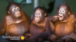 Infant Orangutans Get Ready for Their First Day of School 🎒 Smithsonian Channel