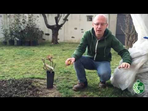 Video: Come piantare rose nel tuo giardino di casa