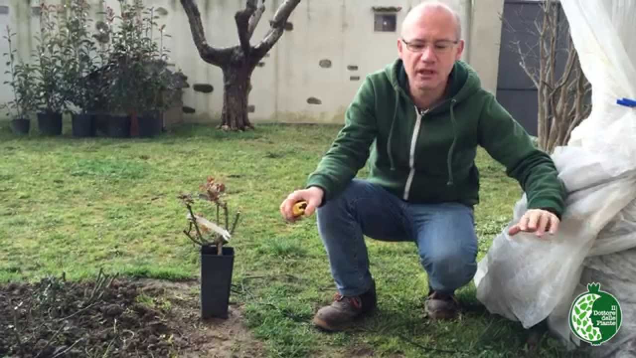 Messa a dimora di una rosa: Scavo della buca