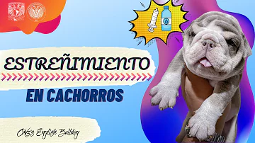 ¿Dónde debo dejar hacer caca a mi cachorro?