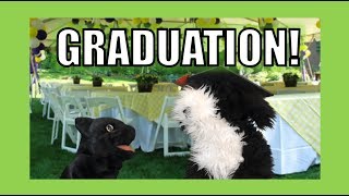 Graduation George The Self Esteem Cat