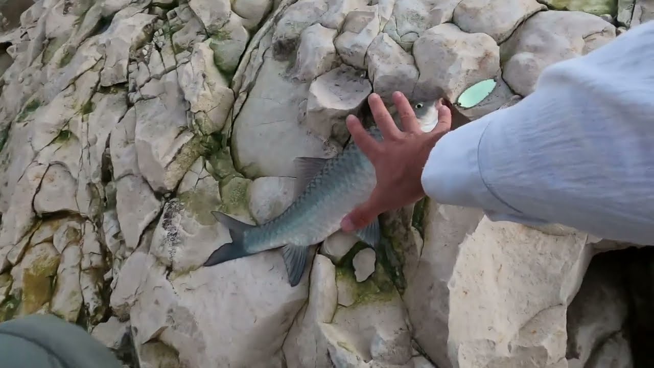 Atatürk Barajı - Su Üstü Sahtelerle Bizir Balığı avı