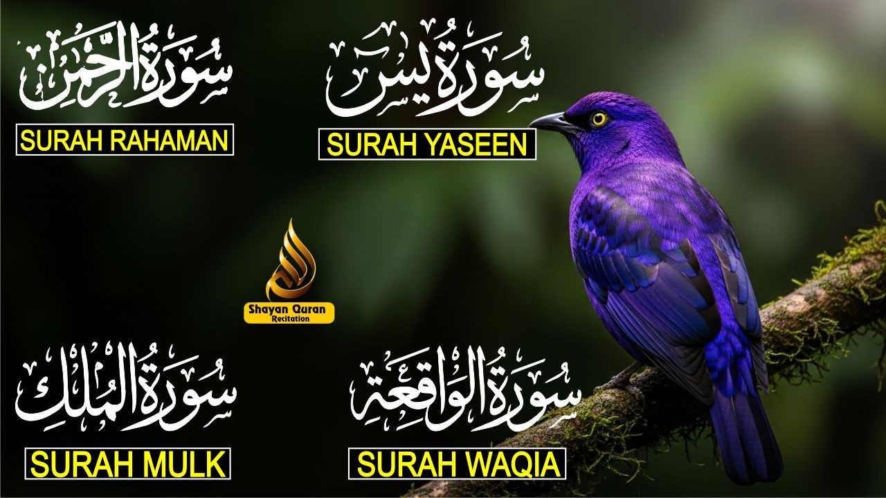 Surah Yaseen Surah Rahman Surah Al Waqia, Al mulk Soothing Quran recitation | murottal alquran merdu
