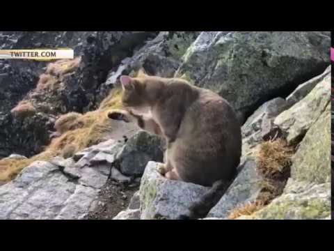 Альпинист, взойдя на самую высокую точку Польши, обнаружил там мирно умывающегося домашнего кота