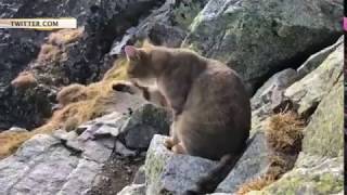 Альпинист, взойдя на самую высокую точку Польши, обнаружил там мирно умывающегося домашнего кота Альпинист, взойдя на самую высокую точку Польши, обнаружил там мирно умывающегося домашнего кота