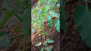 Kaveri 055 Tomato seed