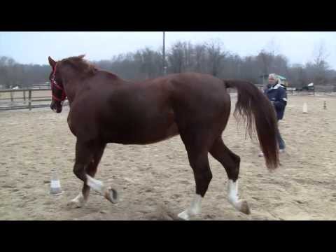 Video: Terapia con cellule staminali per lesioni del tendine del flessore equino