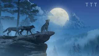The Wolves of Stenay | True Tales of Animals