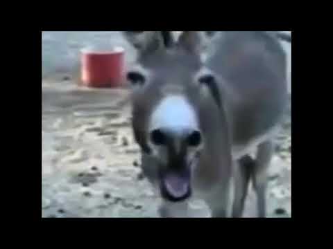 ايران هي السبب