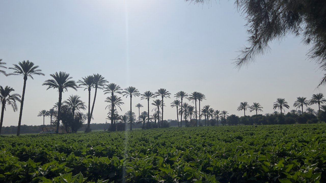 CLP مزرعة للبيع 28 فدان زمام المنصورية اول طريق مصر اسكندرية الصحراوي