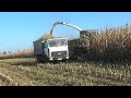 Claas Jaguar 870 на уборке кукурузы