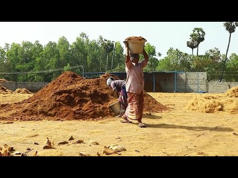 Vidéo: Les noix de coco peuvent-elles pousser dans un sol argileux ?