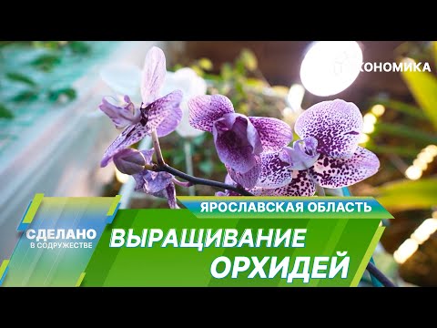 Самый дорогой цветок в мире: как в Ярославской области выращивают орхидеи?