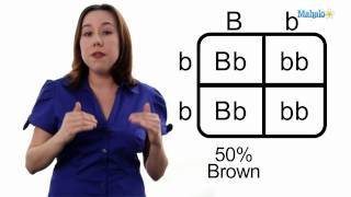 Learn Biology: How to Draw a Punnett Square