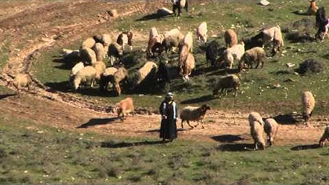 Halvor Ronning - Psalm 23 - Green pastures