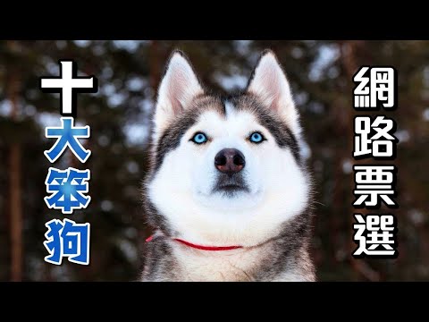 【TOP5狗狗排行榜】網路票選五大笨狗，快圍觀！你家的阿汪入選了嗎？