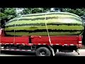 दुनिया के सबसे बड़े फल और सब्जियां 15 Biggest Fruits & Vegetables Ever Created