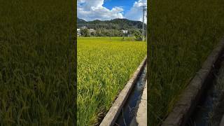 Seeking the breath of spring#spring#scenery#village#rural#record#guangxi#photography#landscape#song