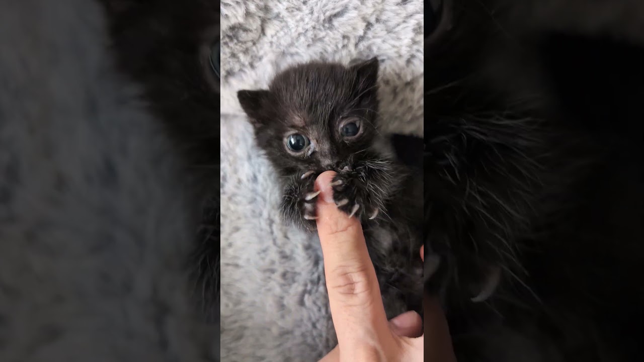 I deserved to be bitten. Sound up for Baby Corn purrs and squeaks.