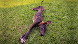 Sick Puppy Found Alone And Shaking Fights To Stay Alive